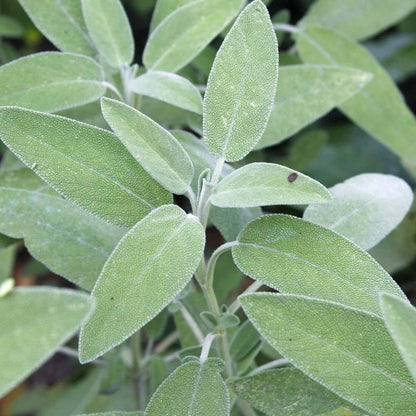 Aromatic Sage plant