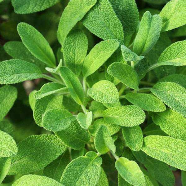 Aromatic Sage plant