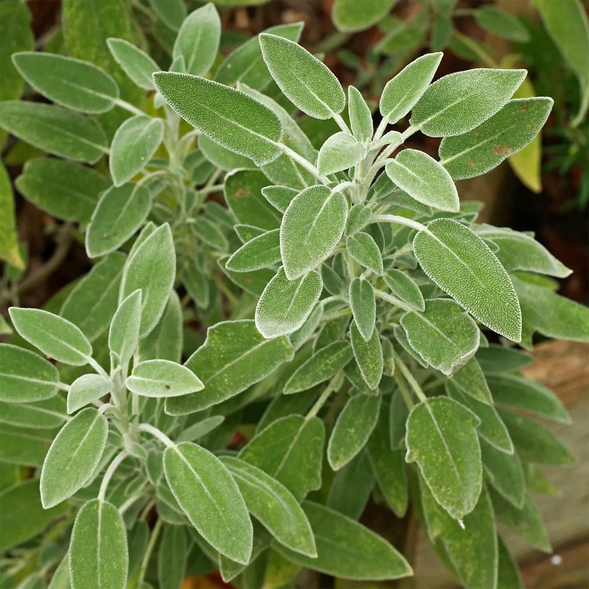 Aromatic Sage plant