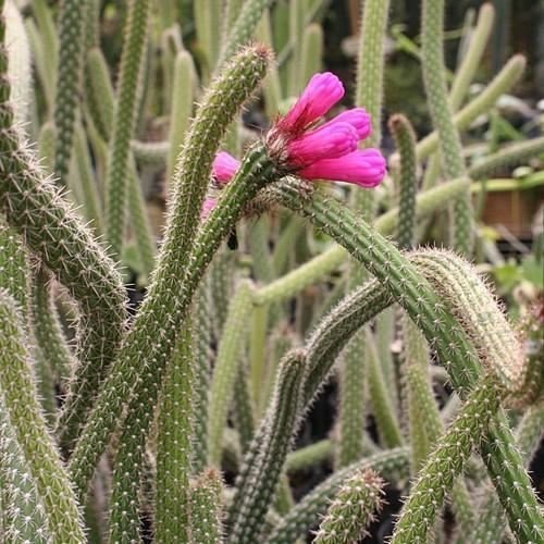 Arrojadoa Penicillata flower seeds