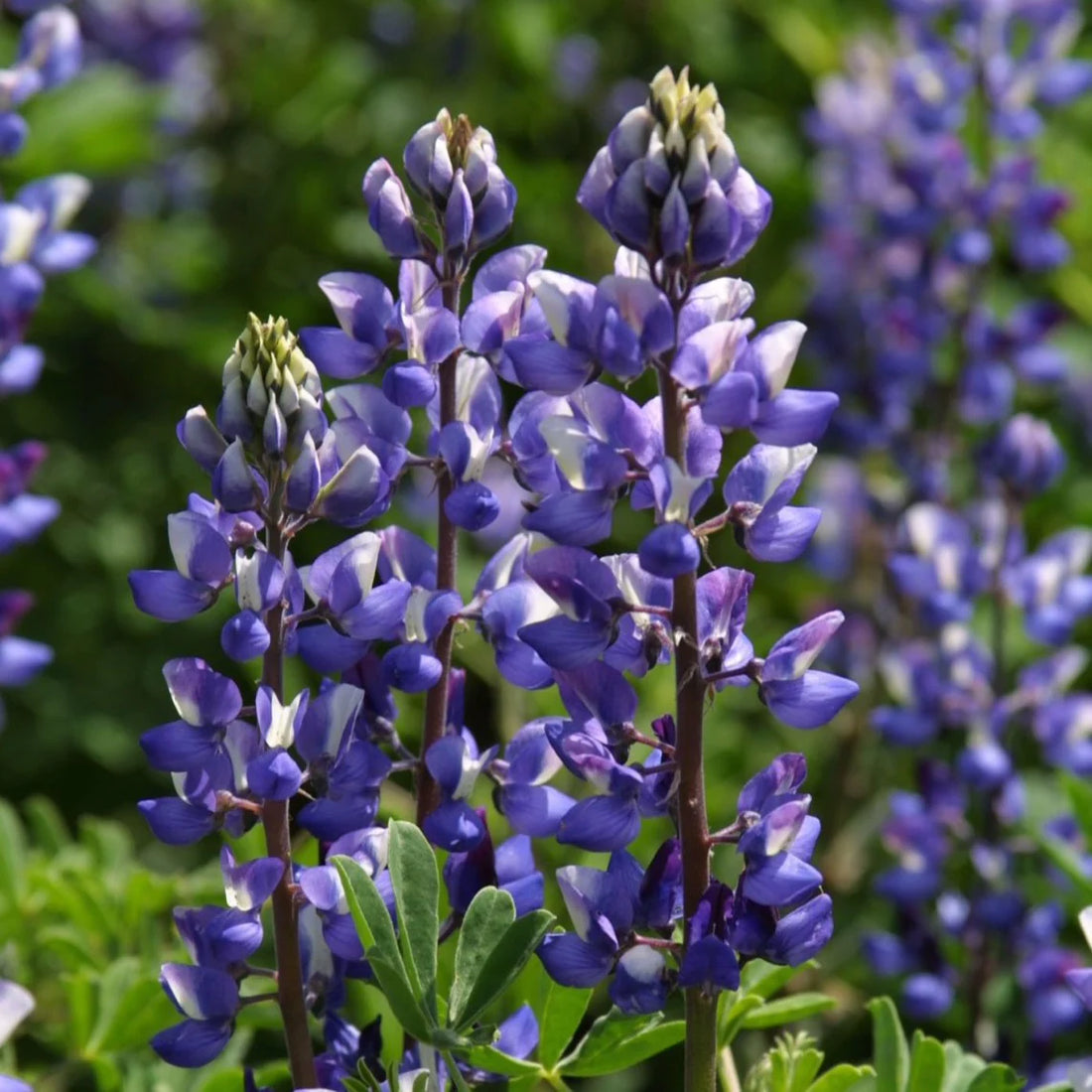 Purple Arroyo flower seeds