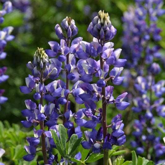 Purple Arroyo flower seeds