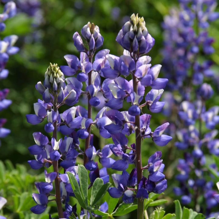Purple Arroyo flower seeds