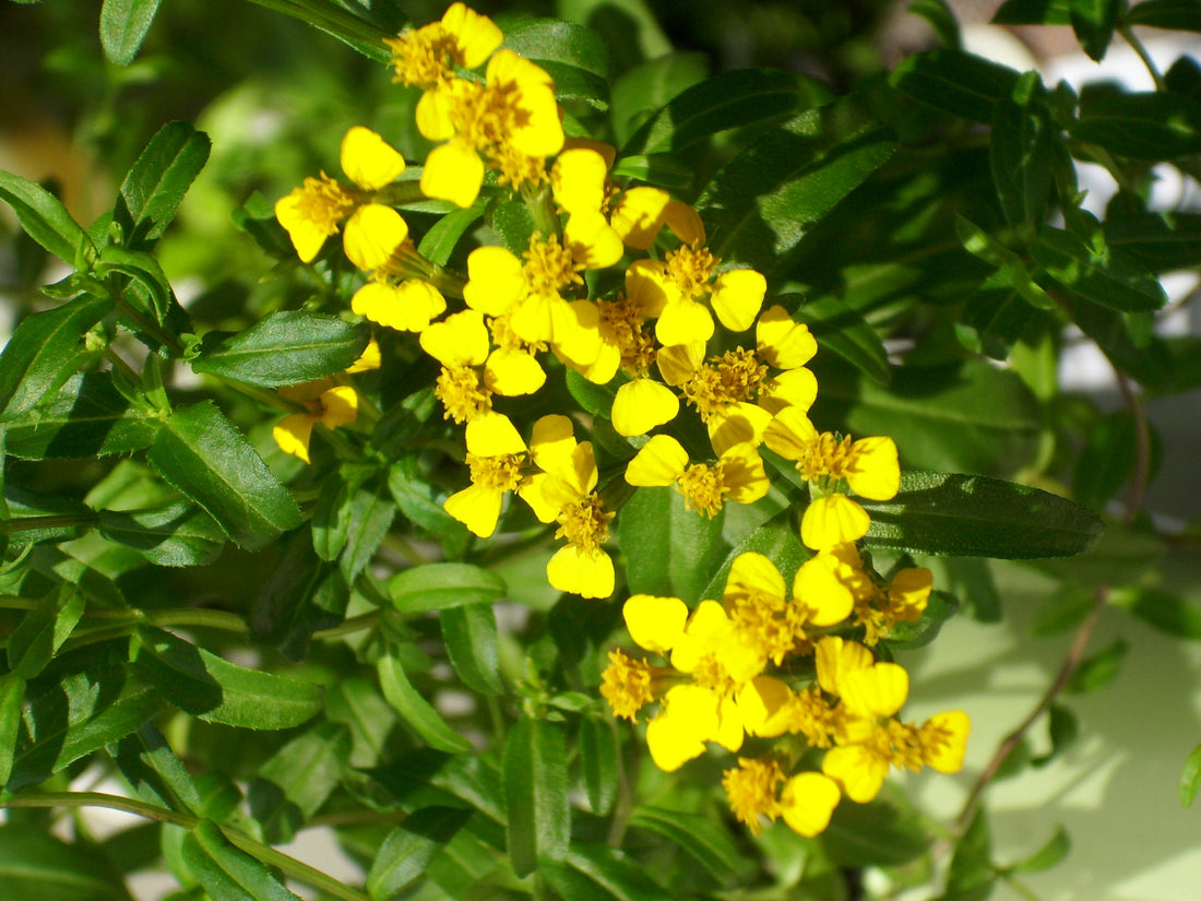 Estragon flower seeds