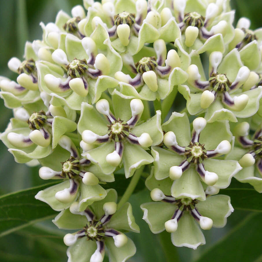 Horns Asclepias Asperula plant