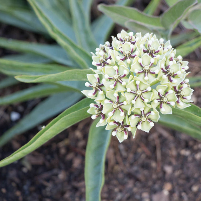 Asclepias Asperula plant