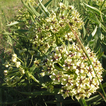 Asclepias Asperula plant