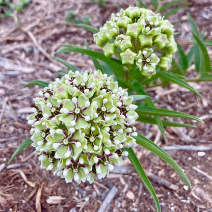 Horns Asclepias Asperula plant