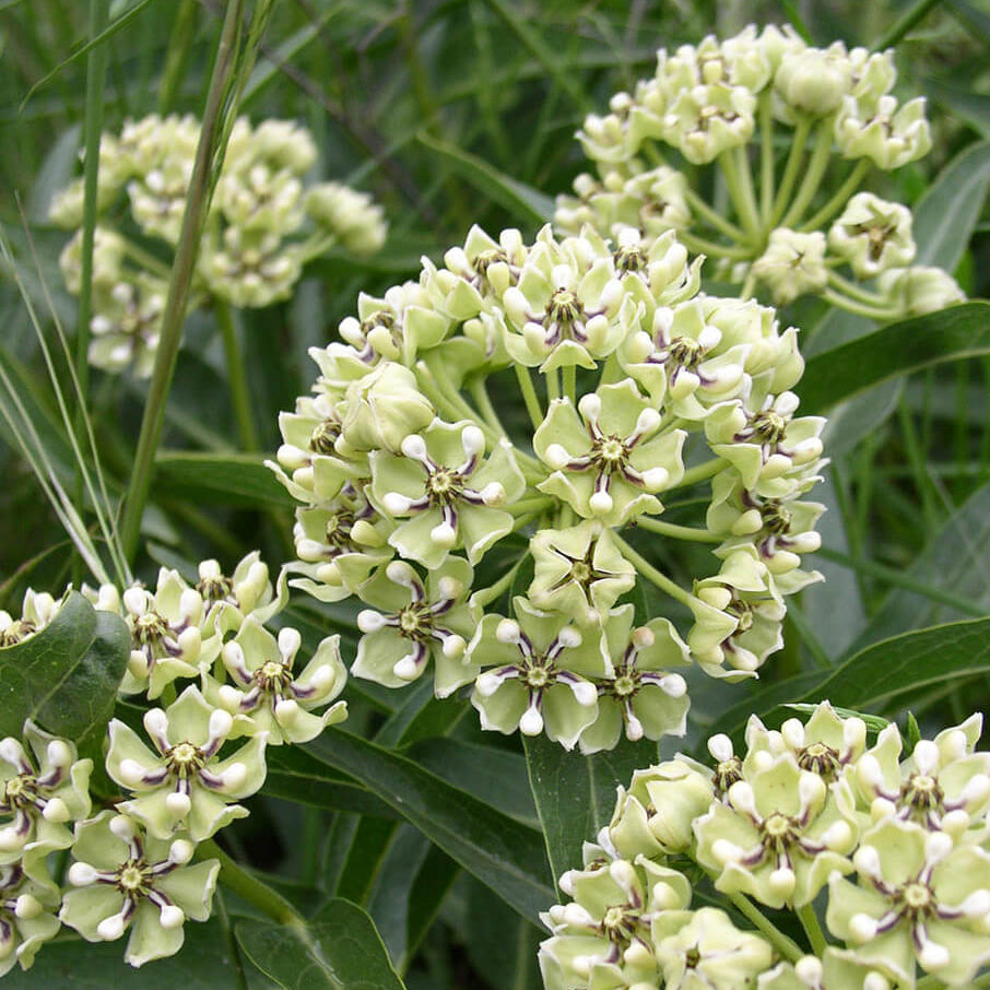 Horns Asclepias Asperula plant