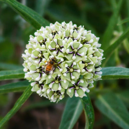 Asclepias Asperula plant
