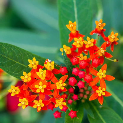 Milkweed Asclepias Curassavica plant