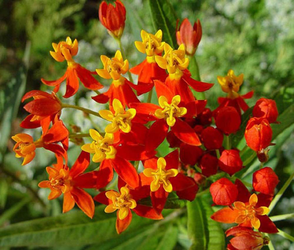Milkweed Asclepias Curassavica plant