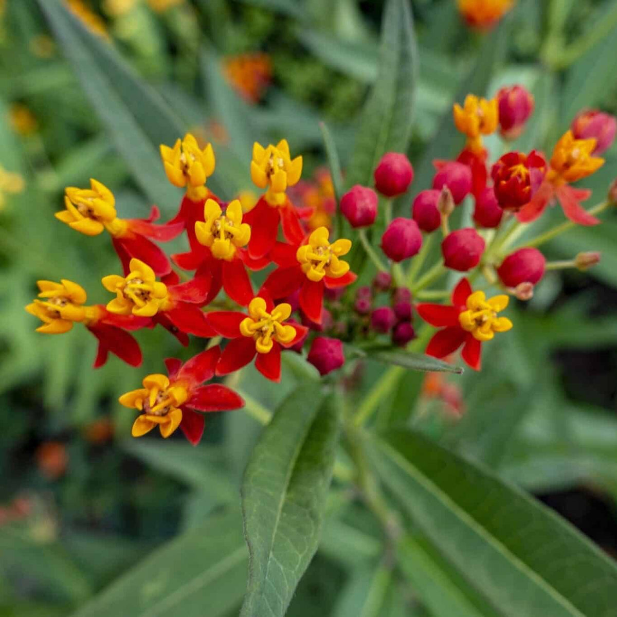 Milkweed Asclepias Curassavica plant