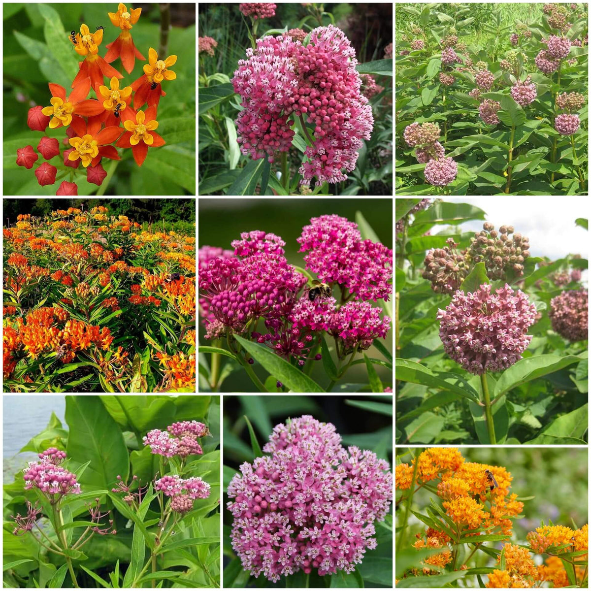 Asclepias plant