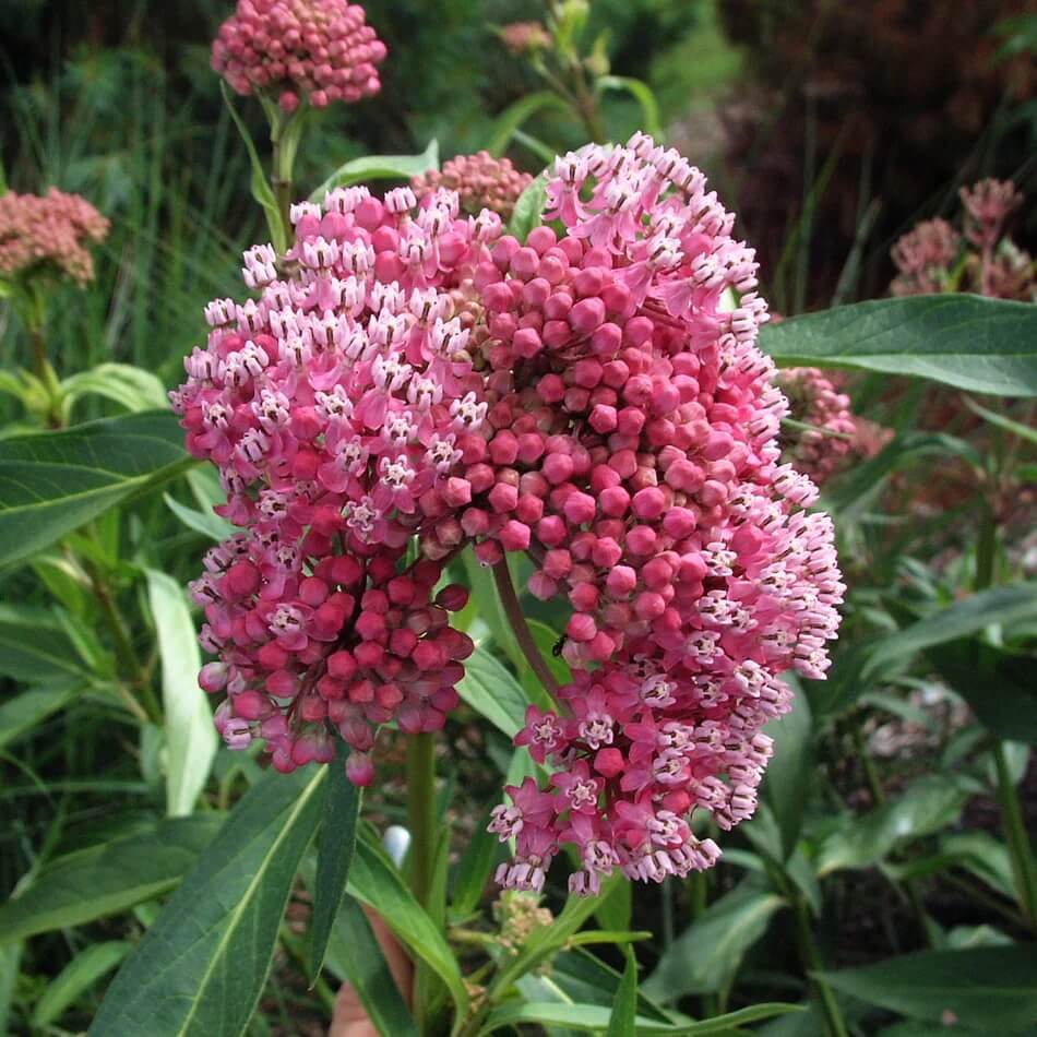 Asclepias plant