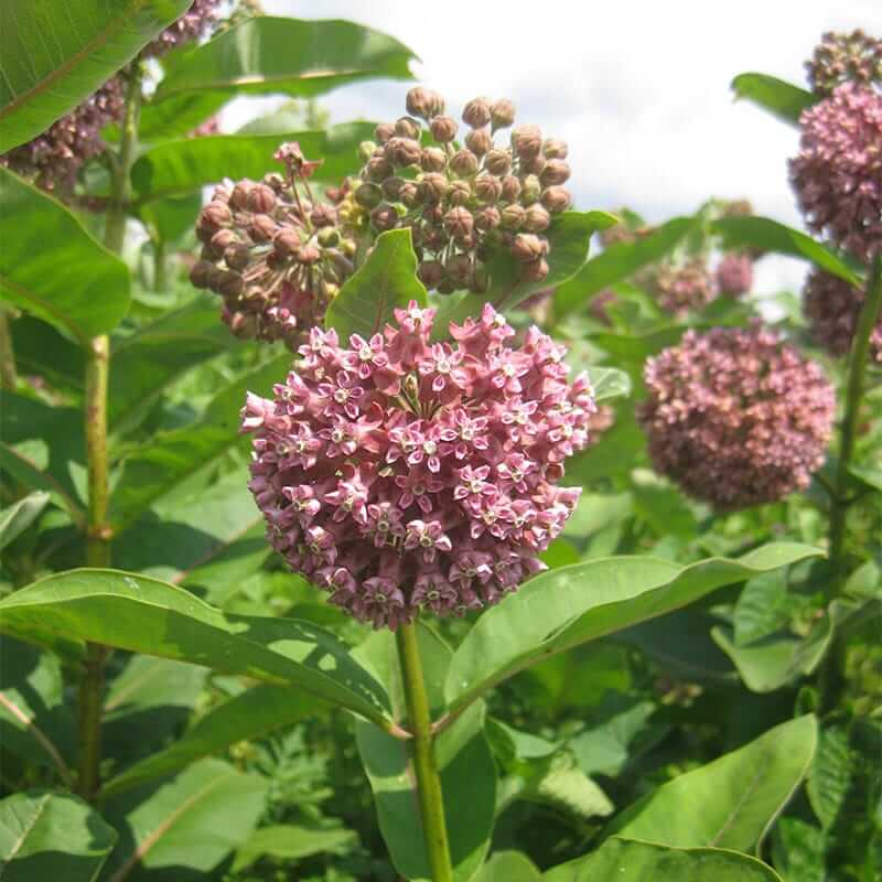 Asclepias plant