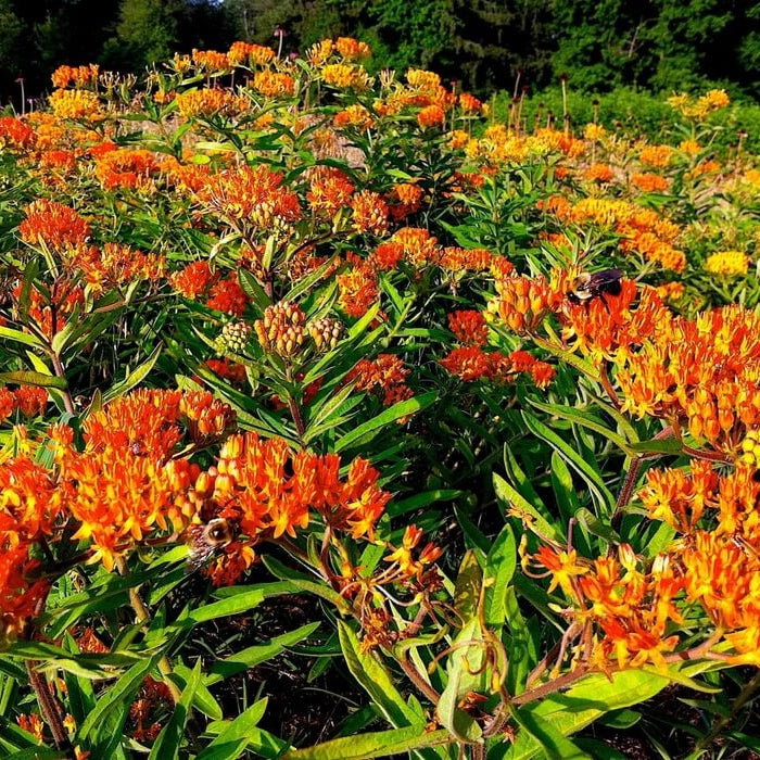 Asclepias plant
