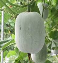 Ash Gourd Seeds for Planting – Winter Melon Vegetable Garden Seeds