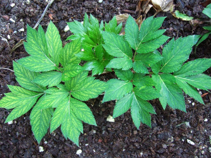 Ashitaba Seeds for Planting – Angelica keiskei Herb Garden Seeds