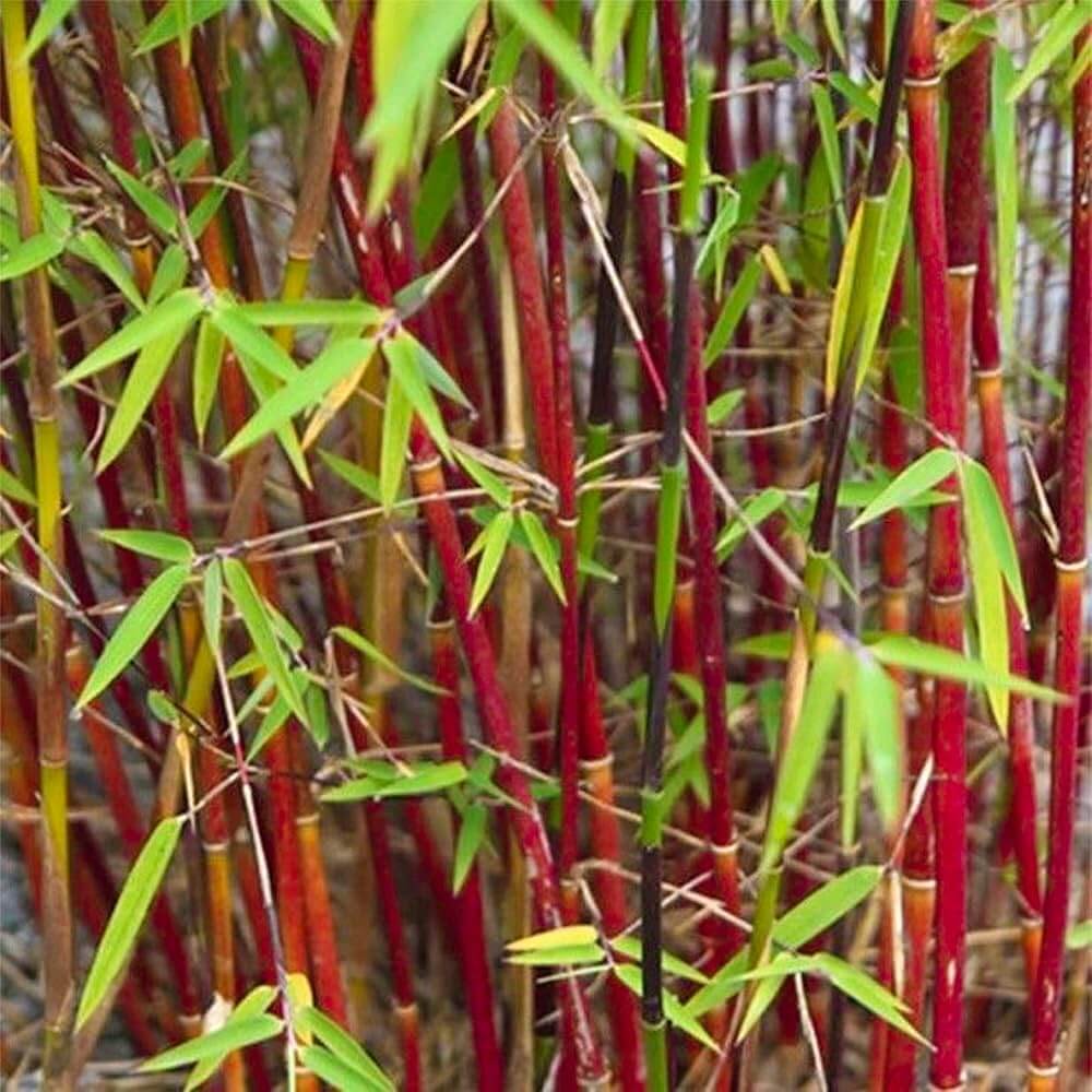 Asian Wonder Bamboo plant