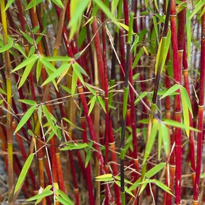 Asian Wonder Bamboo plant