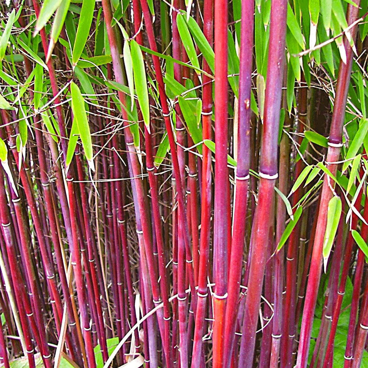 Asian Wonder Bamboo plant