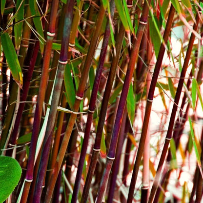Asian Wonder Bamboo plant