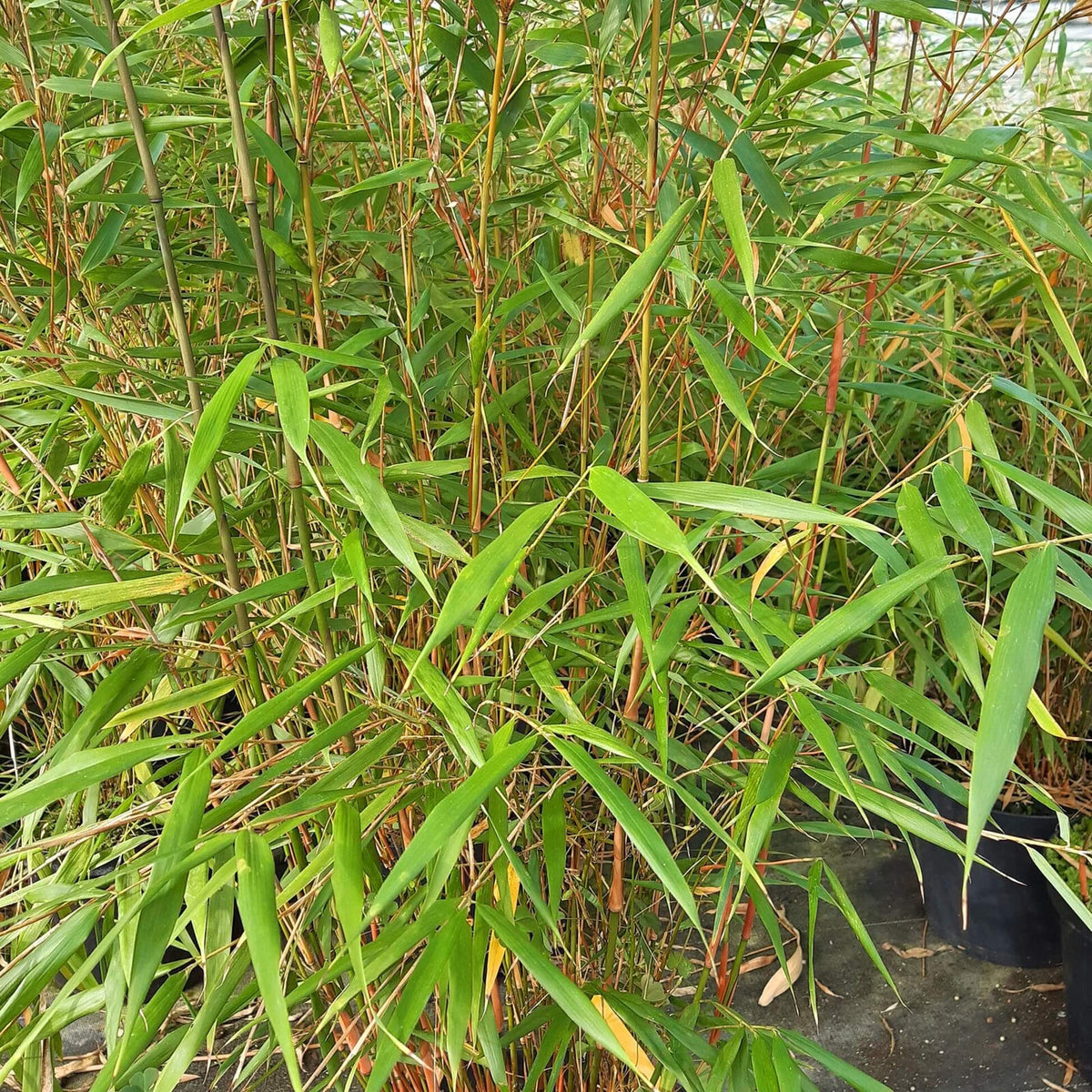 Asian Wonder Bamboo plant