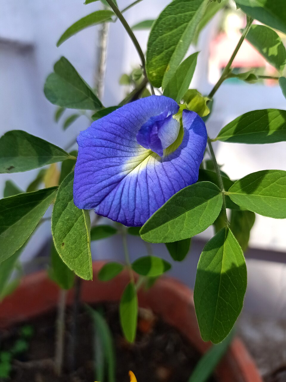 Pea flower seeds