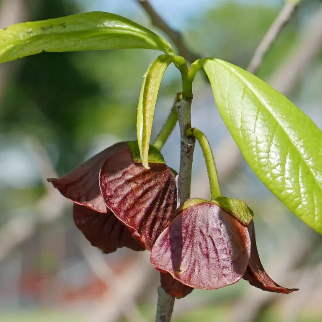 Green Asimina flower seeds