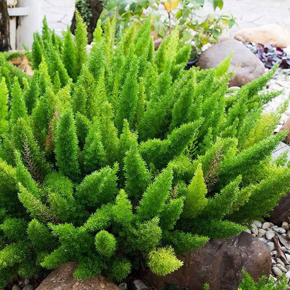 Meyeri Foxtail Fern plant