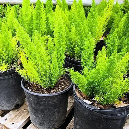 Meyeri Foxtail Fern plant
