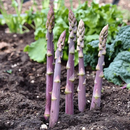 Purple Asparagus Seeds