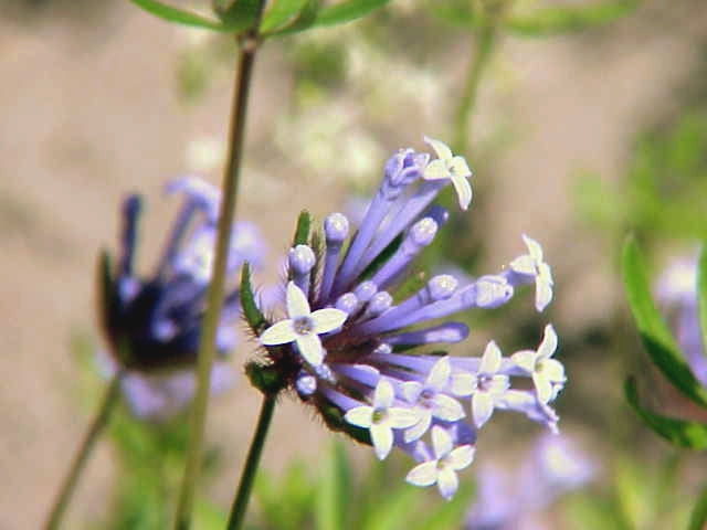 Asperula flower seeds