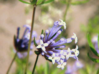 Asperula flower seeds