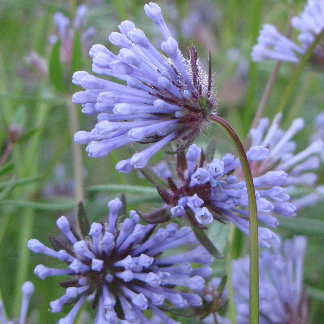 Blue Woodruff flower seeds