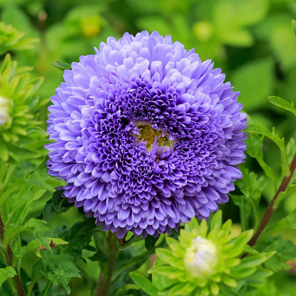 Blue and White Chrysanthemum Flower Seeds for Planting – Heirloom Non-GMO Garden Seeds