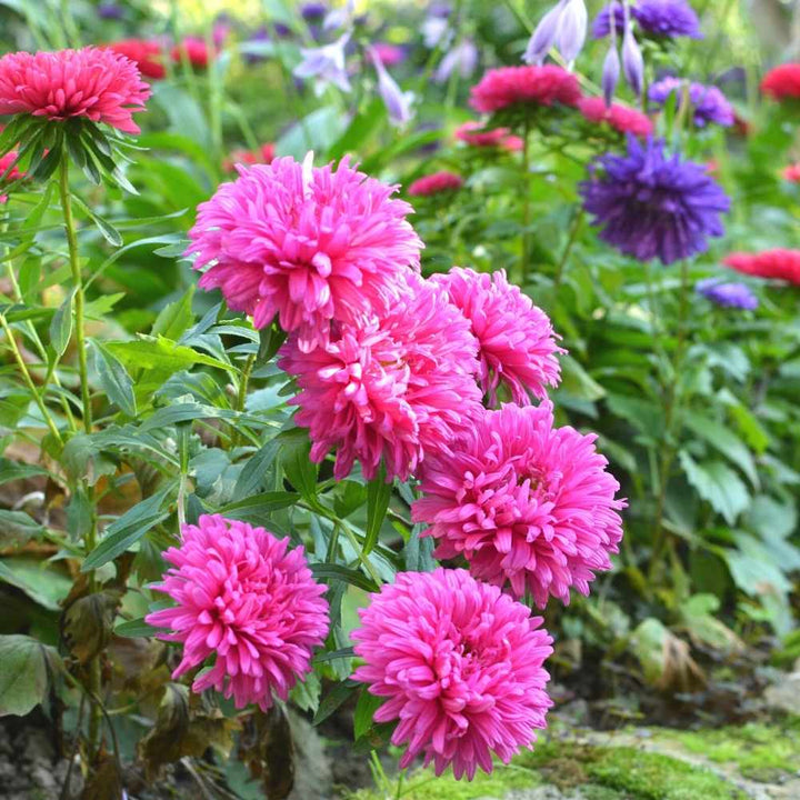 Light Pink flower seeds