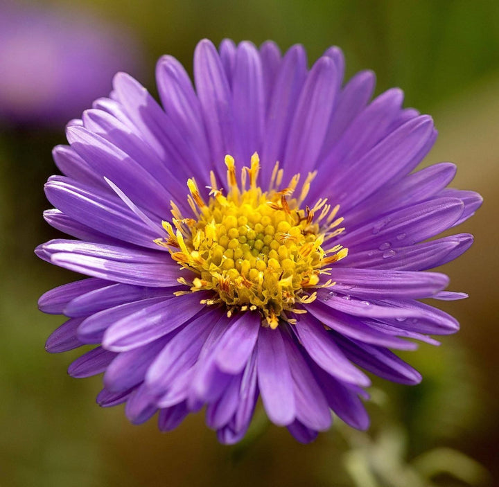 Lavender Aster flower seeds