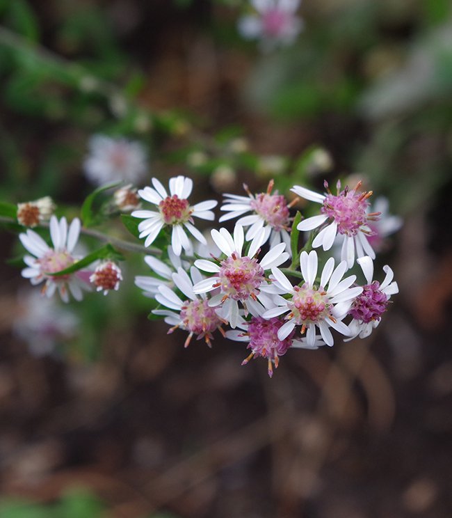 Pink and White Lateriflorus Flower Seeds for Planting – Heirloom Flower Seeds