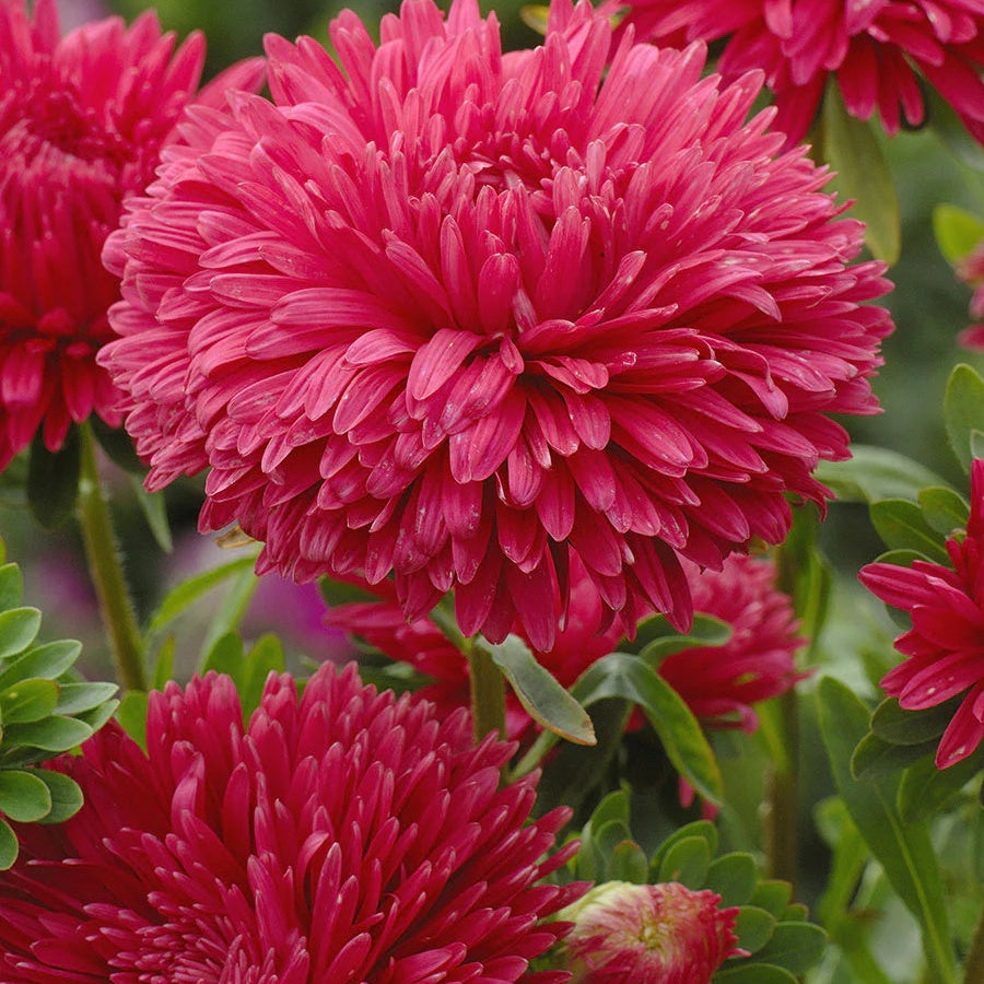 Dark Pink Aster plant