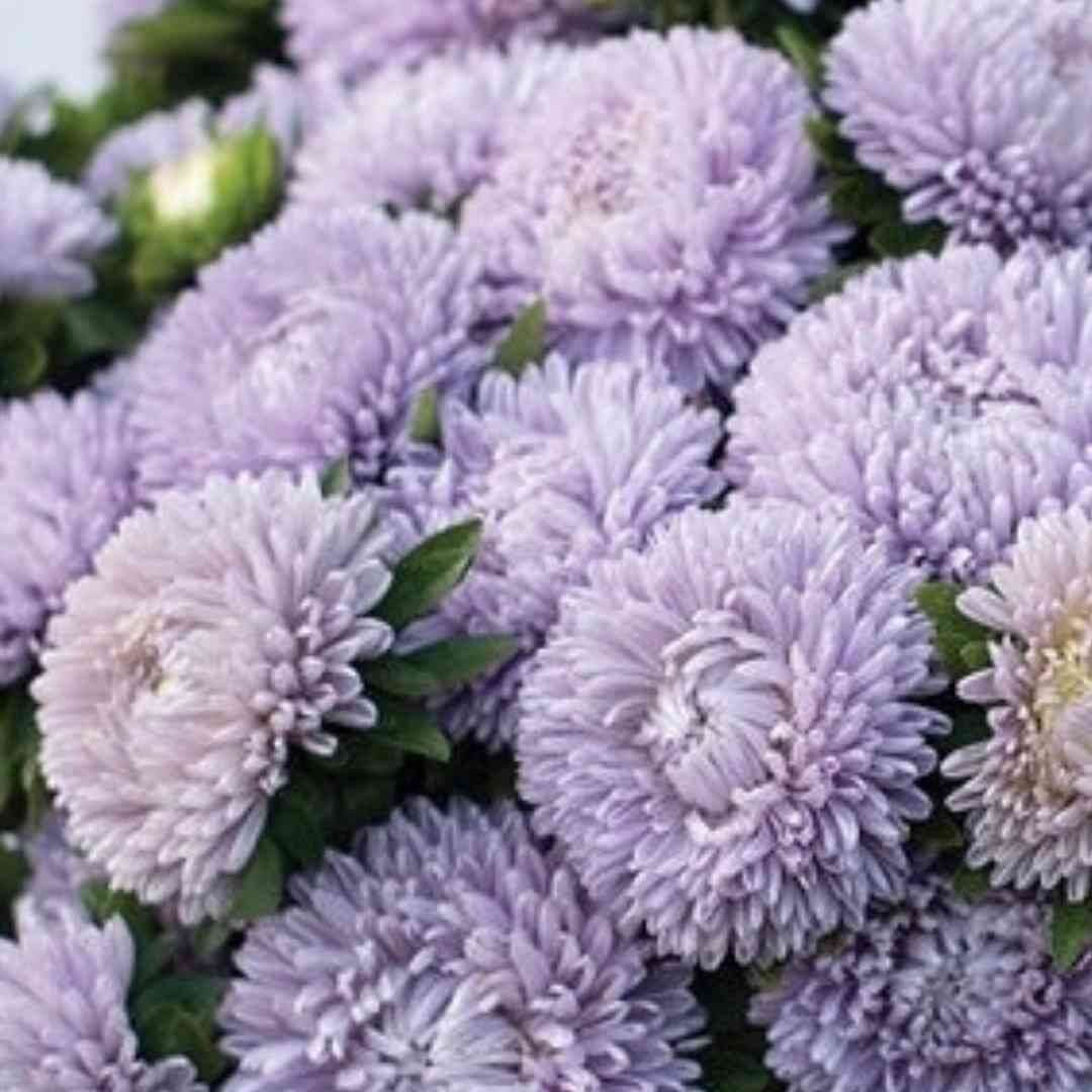Light Purple Aster plant