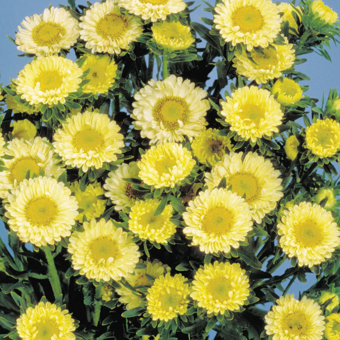 Light Yellow flower seeds