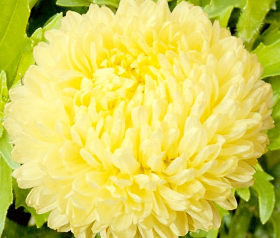 Yellow Chinese flower seeds