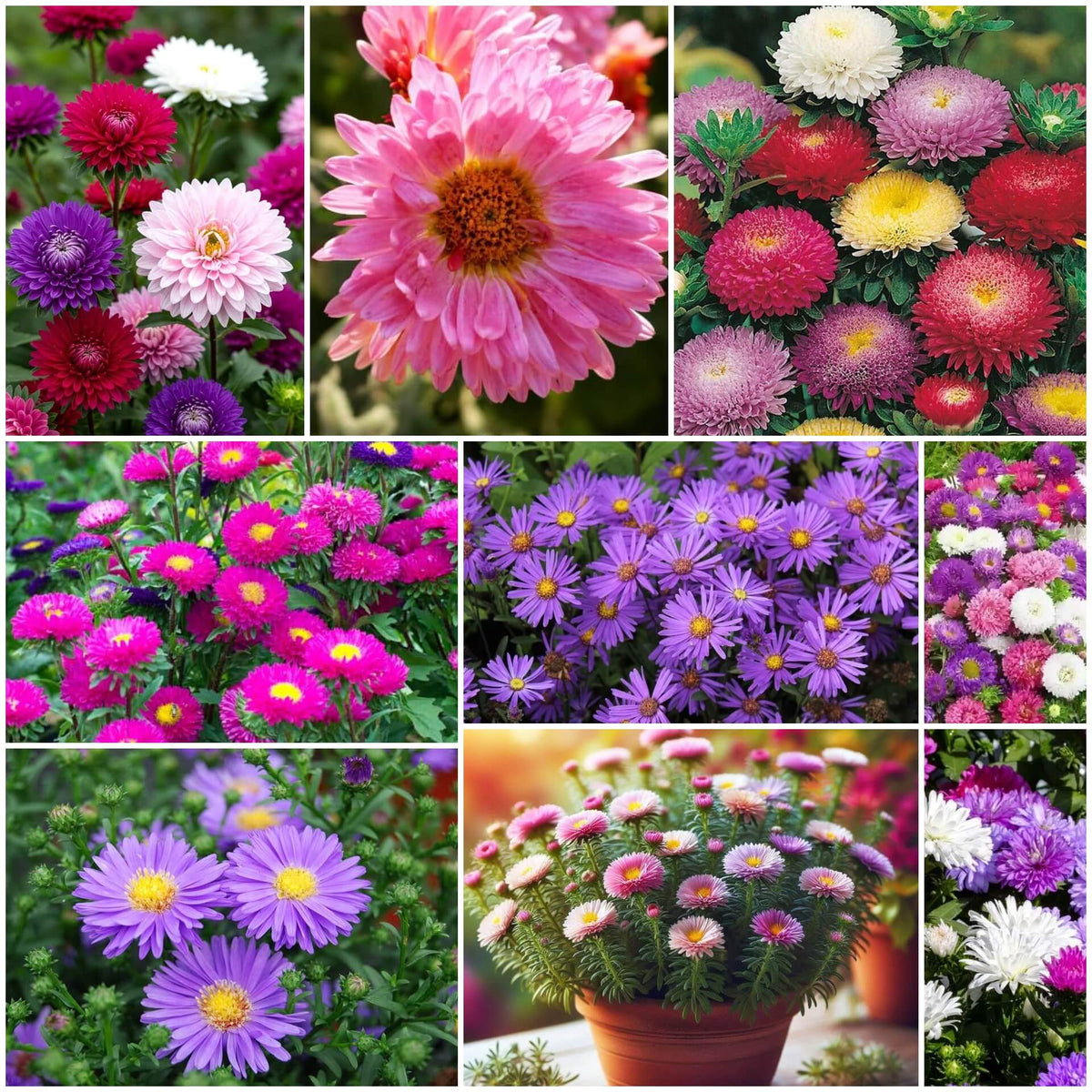 Aster plant