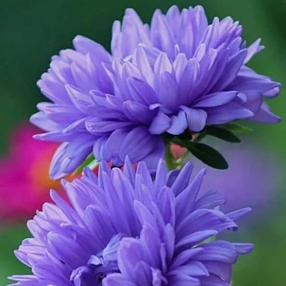 Blue China Aster plant
