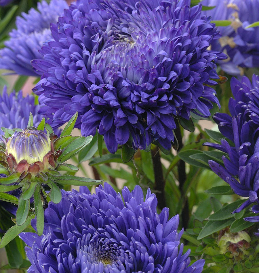 Blue China Aster plant