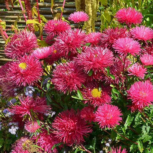 Dark Pink Aster plant
