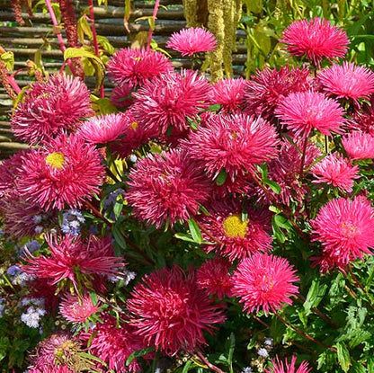 Dark Pink Aster plant