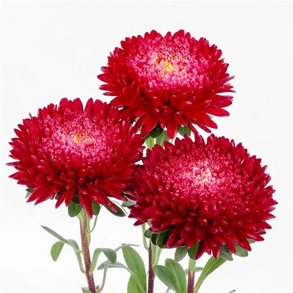 Dark Pink Aster plant